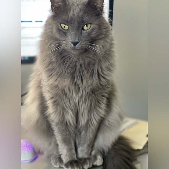 Meet your Posher, Kim - Picture 3 of 10